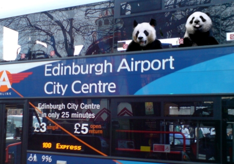 Pandas on a Bus | Viral Pandas
